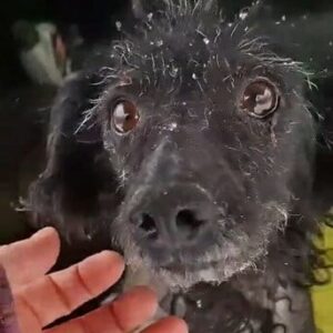 YOYA (♀) - ausgereist zu Vierbeiner in Not (AL)