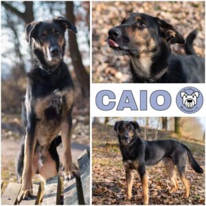 CAIO (♂) in 21435 Stelle