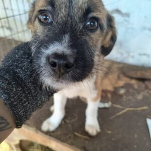 KALEA (♀) - ausgereist zu Tiere in Not Odenwald e.V. (PM)