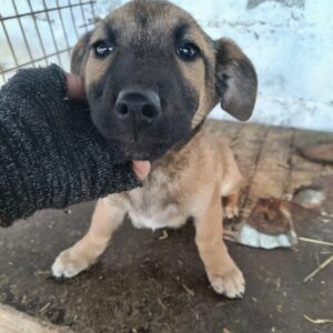 COSMA (♀) - ausgereist zur Tierhilfe Lebenswert DR 15.03.25