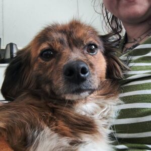 SANNA (♀) - ausgereist zur Tierhilfe Lebenswert DR 15.03.25