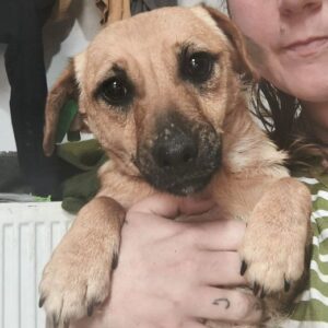 ROSY (♀) -ausgereist zum TST Rösrath (AL)