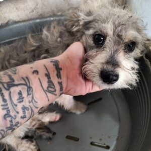 SUSE (♀) - ausgereist zum TST Rösrath (AL)