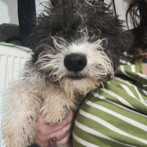 ZAUSEL (♂) - ausgereist zum TST Rösrath (AL)