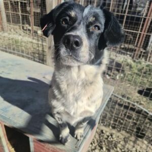 NIMUE (♀) - ausgereist zum TST Rösrath (AL)