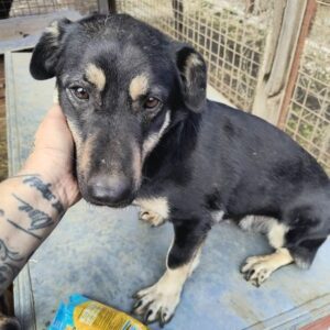 SCHELMI (♂) - ausgereist zur Tierhilfe Lebenswert DR 11.04.25