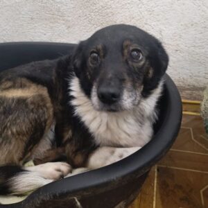 KALLE (♂) -ausgereist zum TST Rösrath (AL)