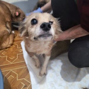 SOKEA (♀) - ausgereist zu Vierbeiner in Not (AL)