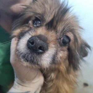 MABELLE (♀) - ausgereist zum TST Rösrath (AL)