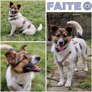 FAITE (♀) in 34474 Diemelstadt - vermittelt