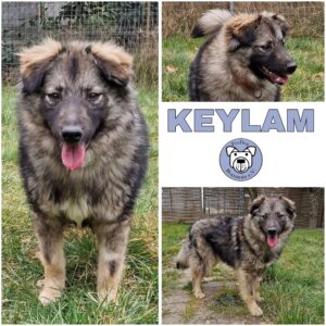 Keylam (♂) in 34474 Diemelstadt - vermittelt