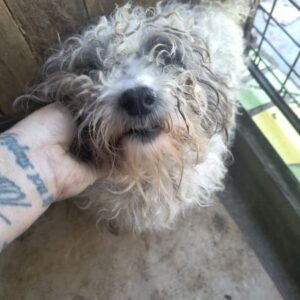 ROBIN (♂) - ausgereist zur Tierhilfe Lebenswert DR 11.04.25