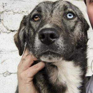 QUEENY (♀) - ausgereist zur Tierhilfe Lebenswert DR 25.04.25