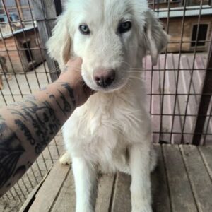 GIULIO (♂) - ausgereist zur Tierhilfe Lebenswert DR 16.05.25