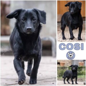 Cosi (♀) in 52372 Kreuzau - vermittelt