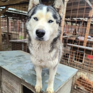 SID (♂) - vermittelt MH