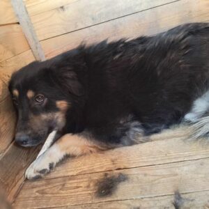 BARKLEY (♂) - linker Hinterlauf fehlt