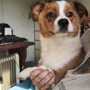 ROCKIE (♂) - ausgereist zur Tierhilfe Lebenswert DR 11.04.25