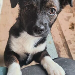 CORA (♀) - ausgereist zur Tierhilfe Lebenswert DR 11.04.25