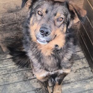 JORIK (♂) - Notfall - wird gemobbt - ausgereist zur Tierhilfe Lebenswert DR 11.04.25