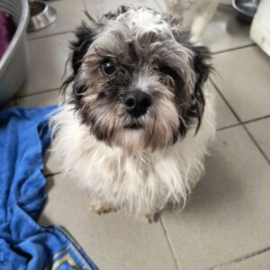 CARLOS (♂) - ausgereist zum TST Rösrath (AL)