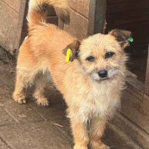 DAPHNE (♀) - ausgereist zum TST Rösrath (AL)