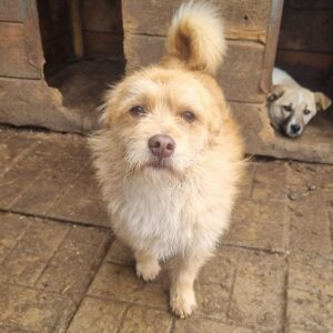 MEXX (♂) - ausgereist zum TST Rösrath (AL)