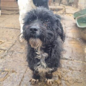 ADELHEID (♀) - ausgereist zum TST Rösrath (AL)