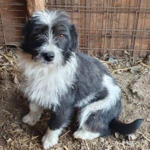 CARINA (♀) - ausgereist zum TST Rösrath (AL)