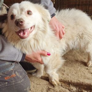 ZVONKO (♂) - ausgereist zum TST Rösrath (AL)