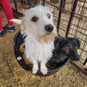 ROSI (♀) - ausgereist zum TST Rösrath (AL)