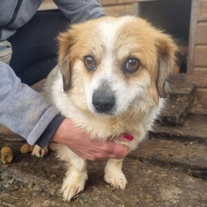 MILLI (♀) - ausgereist zum TST Rösrath (AL)