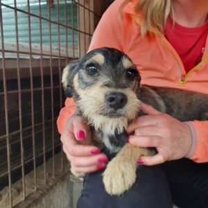 TINTA (♀) - ausgereist zum TST Rösrath (AL)