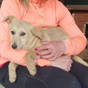 EDGAR (♂) - ausgereist zum TST Rösrath (AL)