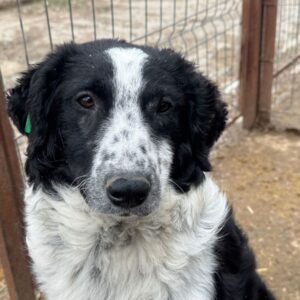 TALIDA (♀) - ausgereist zum TST Rösrath (AL)