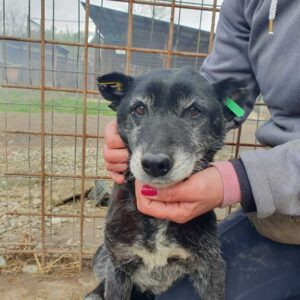 MAVA (♀) - als PDR GPH auf dem Eulenhof (AL)