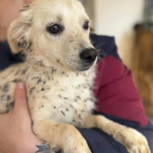 CUCHI (♀) - vermittelt CD