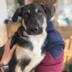 WASHINGTON (♂) – Notfall – Beissopfer