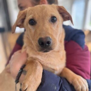 DIAMOND (♂) - ausgereist zum TH Iserlohn (AL)