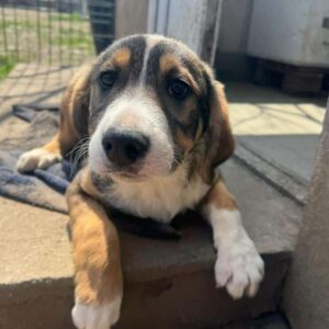 BUSTER (♂) - ausgereist zum TH Iserlohn (AL)