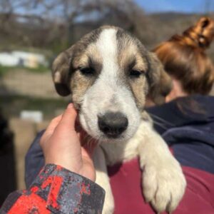 CUNO (♂) - ausgereist zum TH Iserlohn (AL)