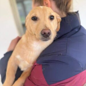 ROSA (♀) - ausgereist zum TH Iserlohn (AL)