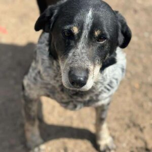 JOLANTE (♀) - Notfall - neurologische Probleme