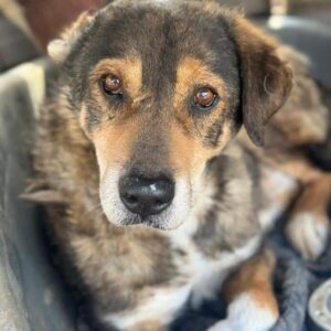 CHURCHILL (♂) - vermittelt JW