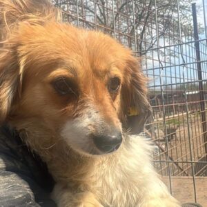 MINU (♀) - ausgereist zum TST Rösrath (AL)