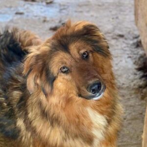 BALISTO (♂) - viel zu dünn