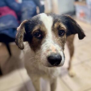 MOLE (♀) - ausgereist zum TH Iserlohn (AL)