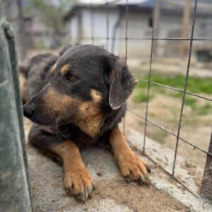 YETINA (♀) - auf PS im PLZ Bereich 46 (NU)