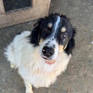 BENCHY (♂) - sehr verzweifelt