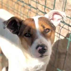 BRODIE (♂) Interessenten (07/05 MH)